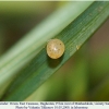 coenonympha leander ovum1